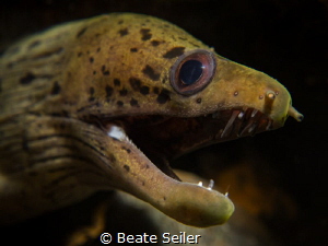 Moray eel by Beate Seiler 
